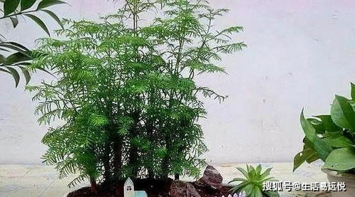 水杉盆景养殖方法 水杉盆景养殖方法--第1张