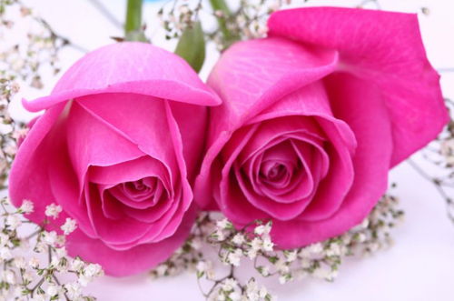 8朵玫瑰花代表的含义  8朵玫瑰花代表的含义--第1张