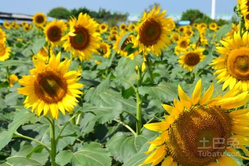 太阳花种子的种植方法和时间 太阳花种子的种植方法和时间--第1张