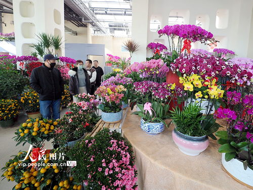 北京鲜花基地 北京鲜花基地，绽放的美丽与文化--第1张