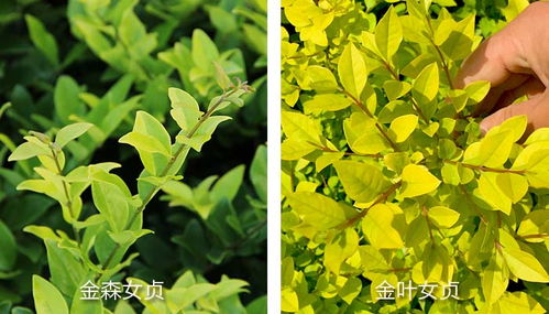 金森女贞和金叶女贞 金森女贞和金叶女贞--第1张