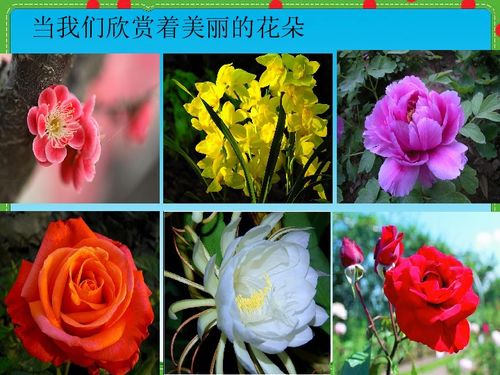中国花卉的发展进程与物种特色 中国花卉的发展进程与物种特色--第1张