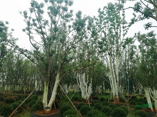 宜良苗木信息网 宜良苗木信息网，一站式苗木交易平台，助您轻松采购优质苗木--第1张