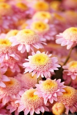 月光花花语 月光花花语--第1张