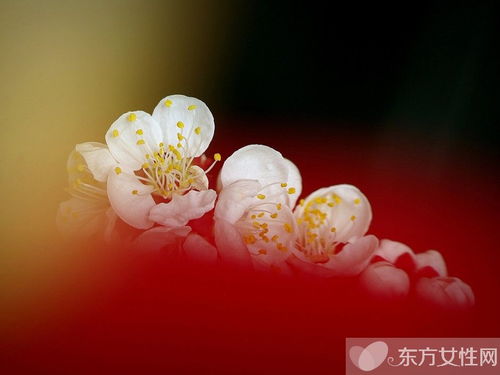 中国国花是什么花图片 中国国花，美丽的象征与图片展示--第1张