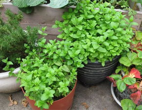 适合室内养的植物 适合室内养的植物--第1张