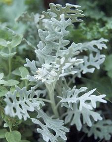 雪叶莲和银叶菊的区别 雪叶莲与银叶菊的区别--第1张