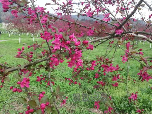 海棠花市入口在哪 海棠花市入口在哪--第1张
