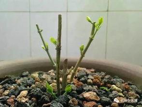 茉莉花家庭养殖方法 茉莉花家庭养殖方法--第1张
