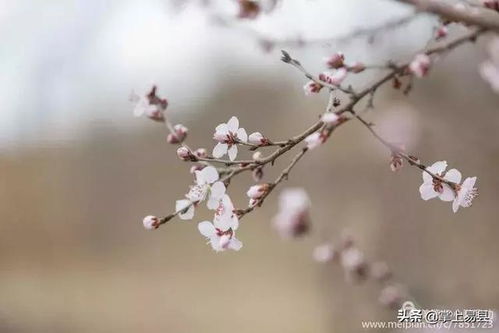 桃花 桃花的美丽与传说--第1张