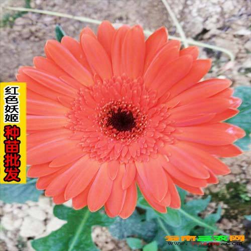粉色花有什么暗示嘛 粉色花的寓意与暗示--第1张