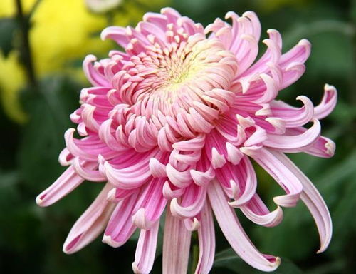 菊花的寓意和象征诗句 菊花的寓意和象征--第1张