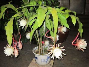 昙花的养殖方法和注意事项 昙花的养殖方法和注意事项--第1张