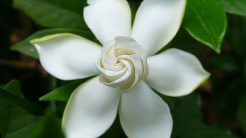 栀子花好养吗 栀子花好养吗--第1张
