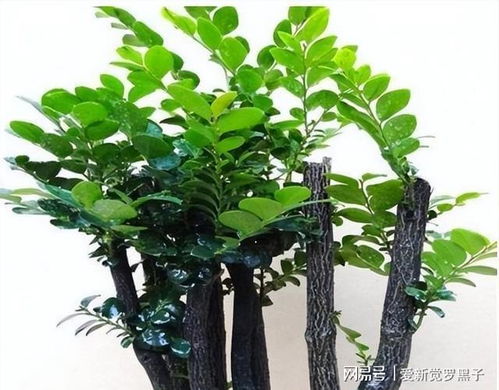 小叶紫檀树 小叶紫檀树--第1张