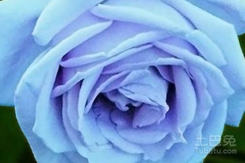11朵蓝色妖姬的真正花语 蓝色妖姬，11朵的独特花语--第1张