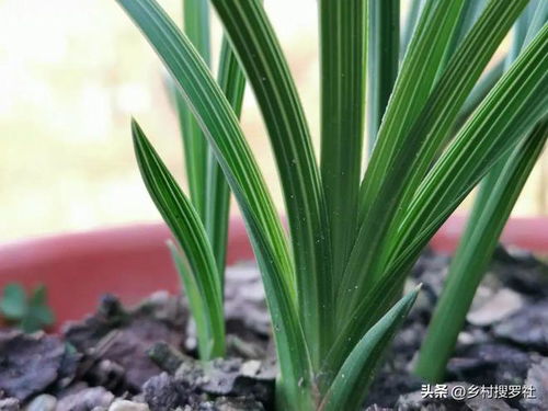 新手养兰花的正确方法 新手养兰花的正确方法--第1张