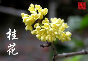 桂花的形状 桂花的形状--第1张
