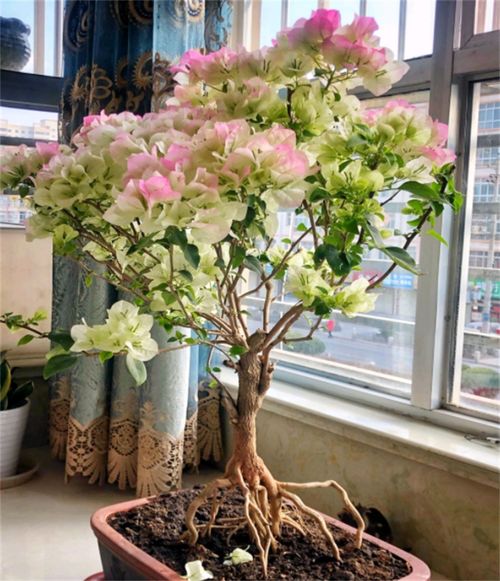 最好养的室内花卉 最好养的室内花卉--第1张