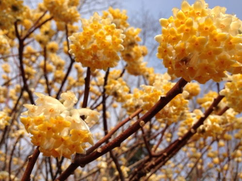 结香花有毒吗 结香花有毒吗--第1张