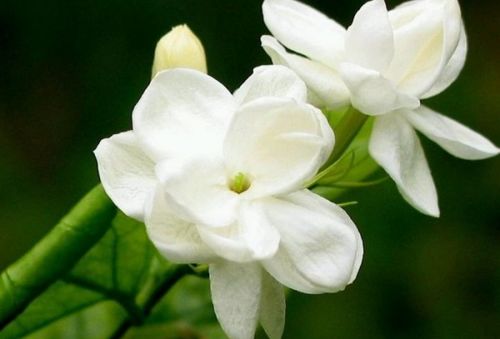 茉莉花的花语是啥 茉莉花的花语--第1张