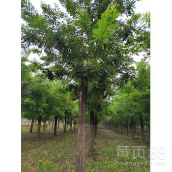 国槐树的最新价格表 国槐树的最新价格表--第1张