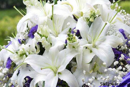 百合花送几朵代表什么 百合花送几朵代表什么--第1张