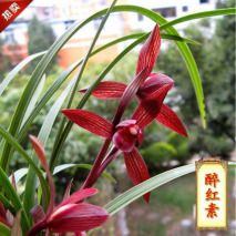 野生兰花 野生兰花，自然的瑰宝，生命的奇迹--第1张