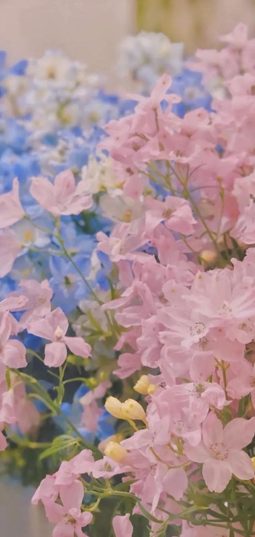 超级好看的花朵图片 惊艳全球的超级好看花朵图片--第1张