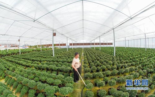 第一花木网 第一花木网，引领行业发展的新动力--第1张