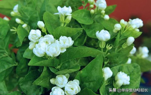 八月一般开什么花 八月一般开什么花--第1张