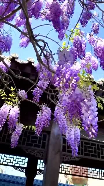 紫藤花的花语及象征意义 紫藤花的花语及象征意义--第1张
