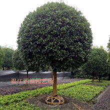 苗木价格网中国园林 苗木价格网中国园林，一站式苗木采购平台，让园林景观更美好--第1张