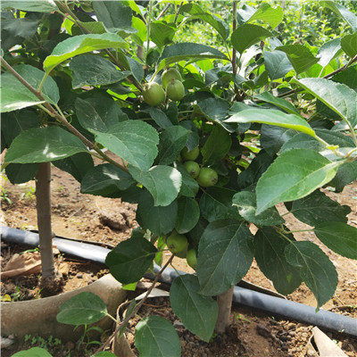 苹果树苗价格表 苹果树苗价格表--第1张