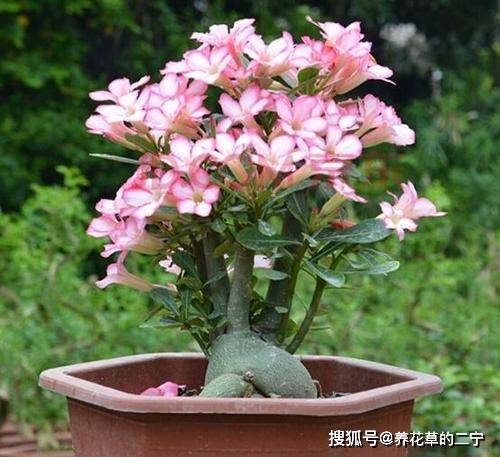 沙漠玫瑰图片 沙漠玫瑰图片，沙漠中的生命奇迹--第1张