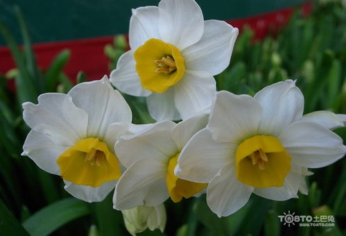 水仙花的资料 水仙花的资料--第1张