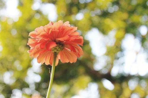 国花是什么花? 国花是什么花--第1张