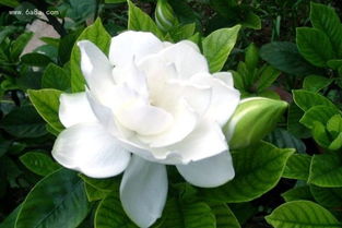 栀子花叶子发黄是什么原因 栀子花叶子发黄的原因--第1张