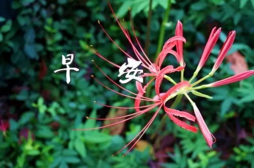 彼岸花有毒吗 彼岸花有毒吗？--第1张