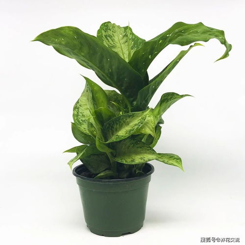 老品种万年青 老品种万年青--第1张