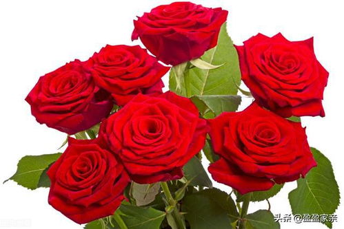 21朵玫瑰花代表啥 21朵玫瑰花代表啥--第1张