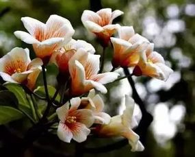 10000种花的花语 探秘10000种花的花语，花语背后的情感与寓意--第1张