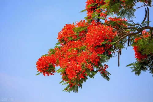凤凰花花语象征与寓意 凤凰花的花语、象征与寓意--第1张