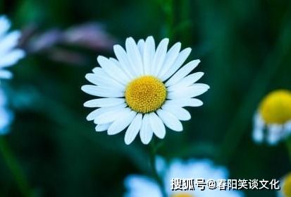 花语是告别过去的花 告别过去的花，花语之告别过去的解读--第1张