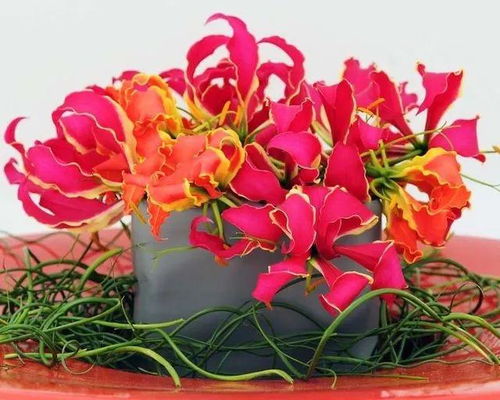 百合花表示什么象征意义 百合花，纯洁、高雅与美好的象征--第1张