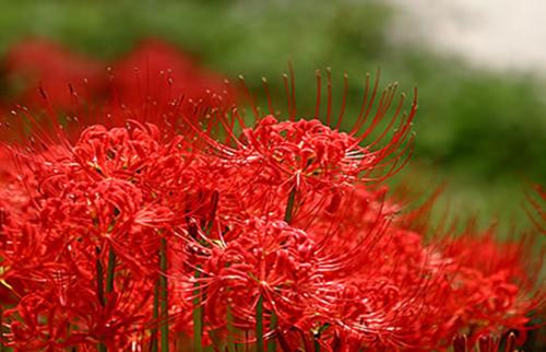 白色彼岸花的花语和寓意 白色彼岸花的花语与寓意--第1张