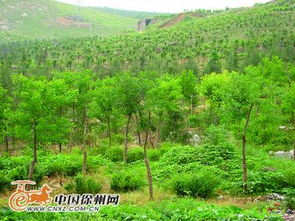 中国园林绿化网 中国园林绿化网，打造绿色生态的坚实桥梁--第1张
