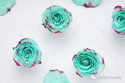 玫瑰花语大全颜色的 玫瑰花语大全颜色的文章--第1张
