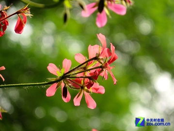 五月开什么花 五月开什么花--第1张