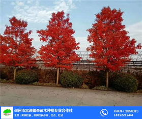 美国红枫10公分什么价格 美国红枫10公分什么价格--第1张